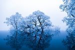 冰树湖面
