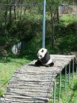 熊猫