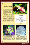 海洋生物