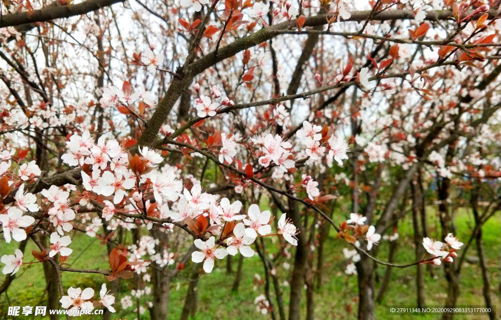 田园风光桃花美景