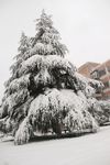 校园美丽雪景