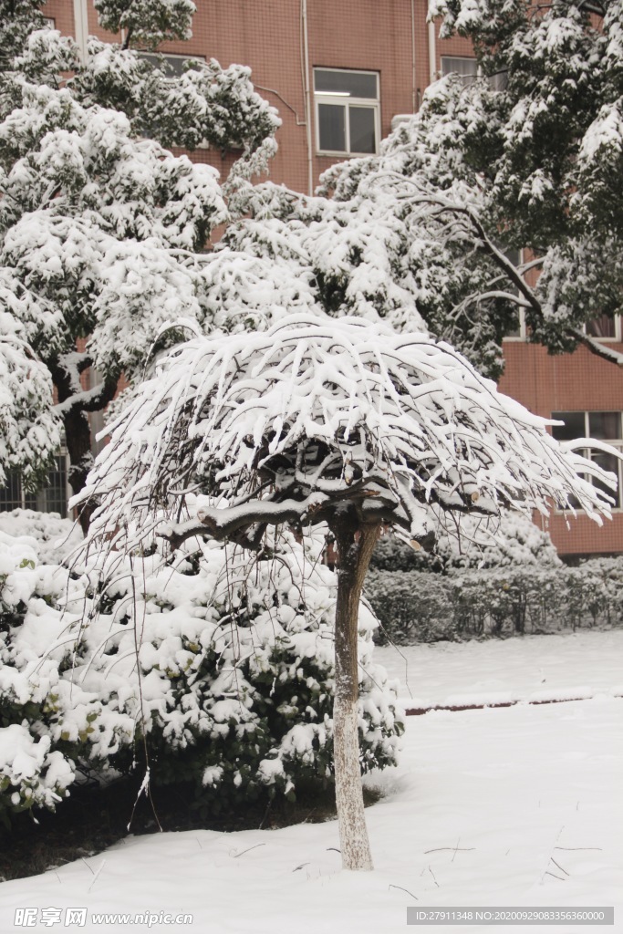 校园白色雪景