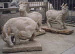 山羊