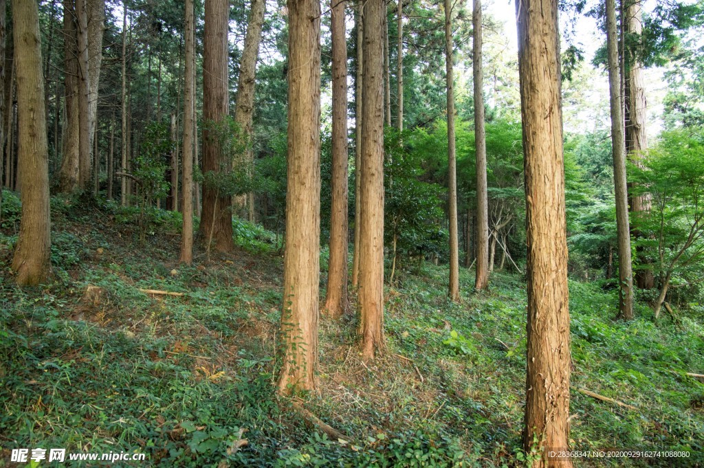 森林