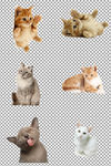 可爱猫咪