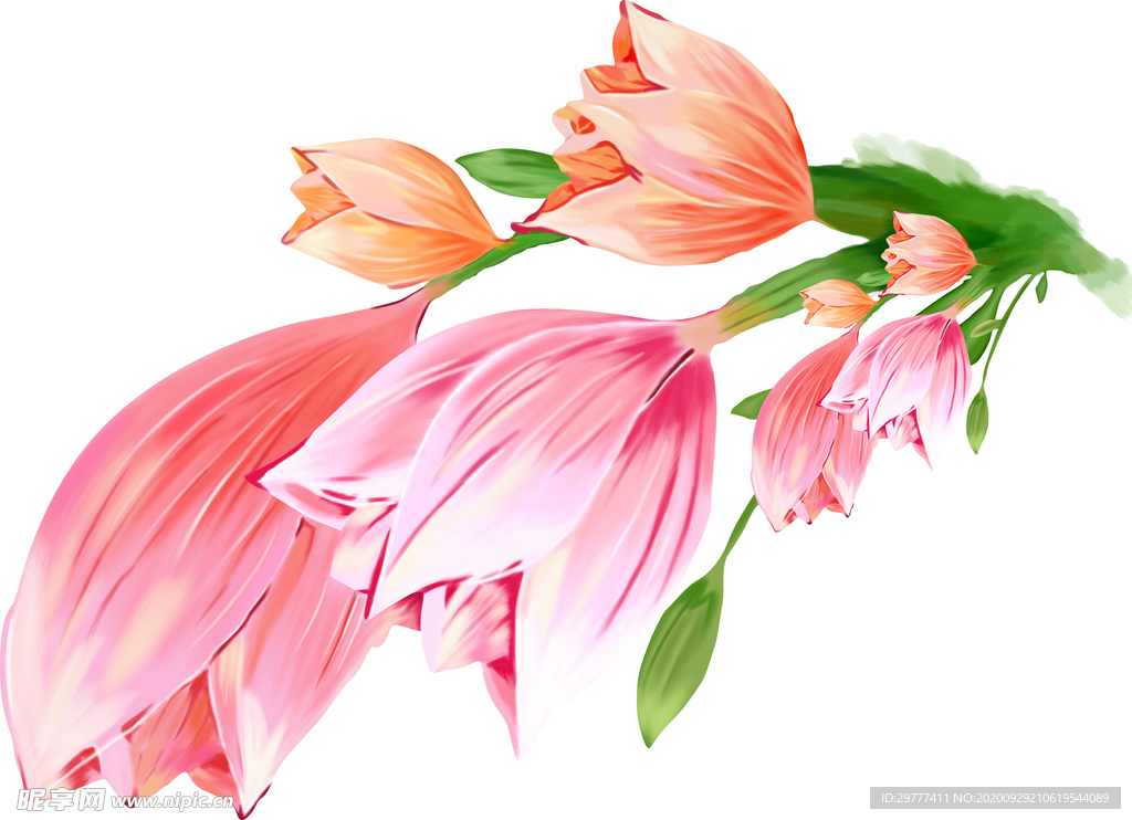 高清手绘花