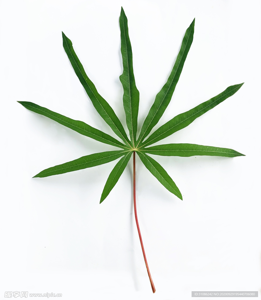 木薯叶子