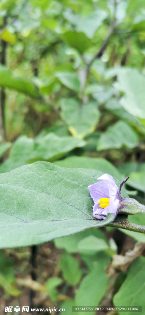 茄子花