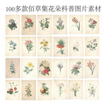 100多款佰草集花朵科普图片