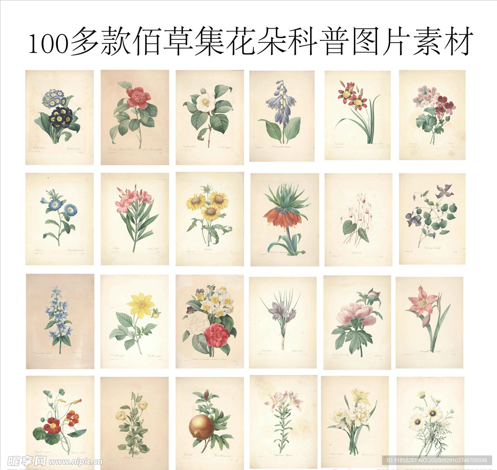 100多款佰草集花朵科普图片