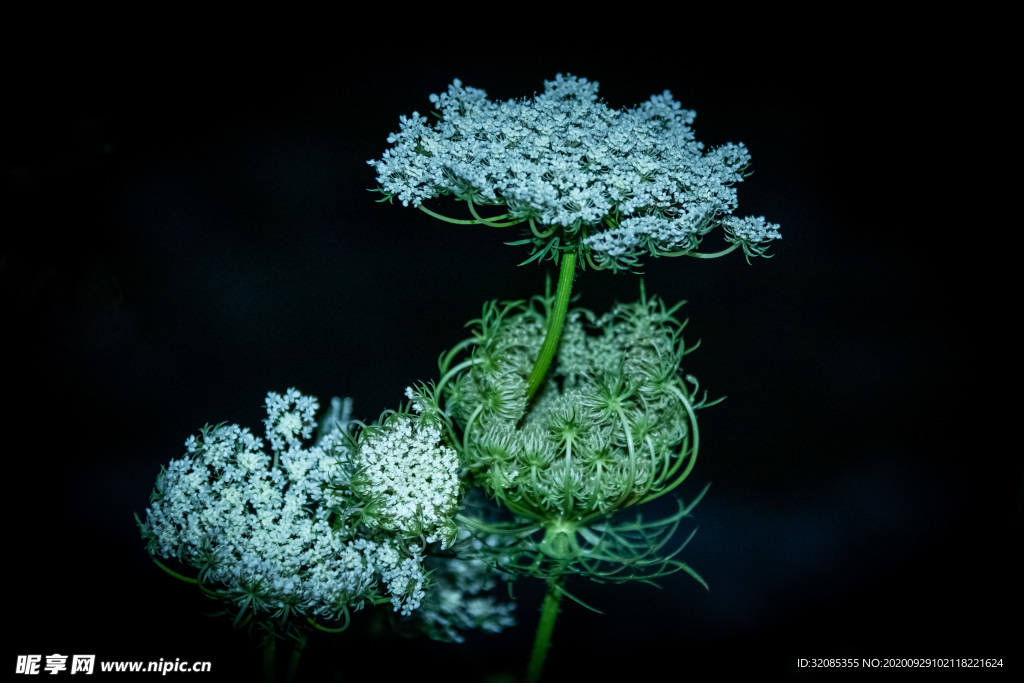 花