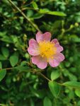 花卉