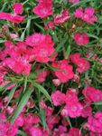 鲜花