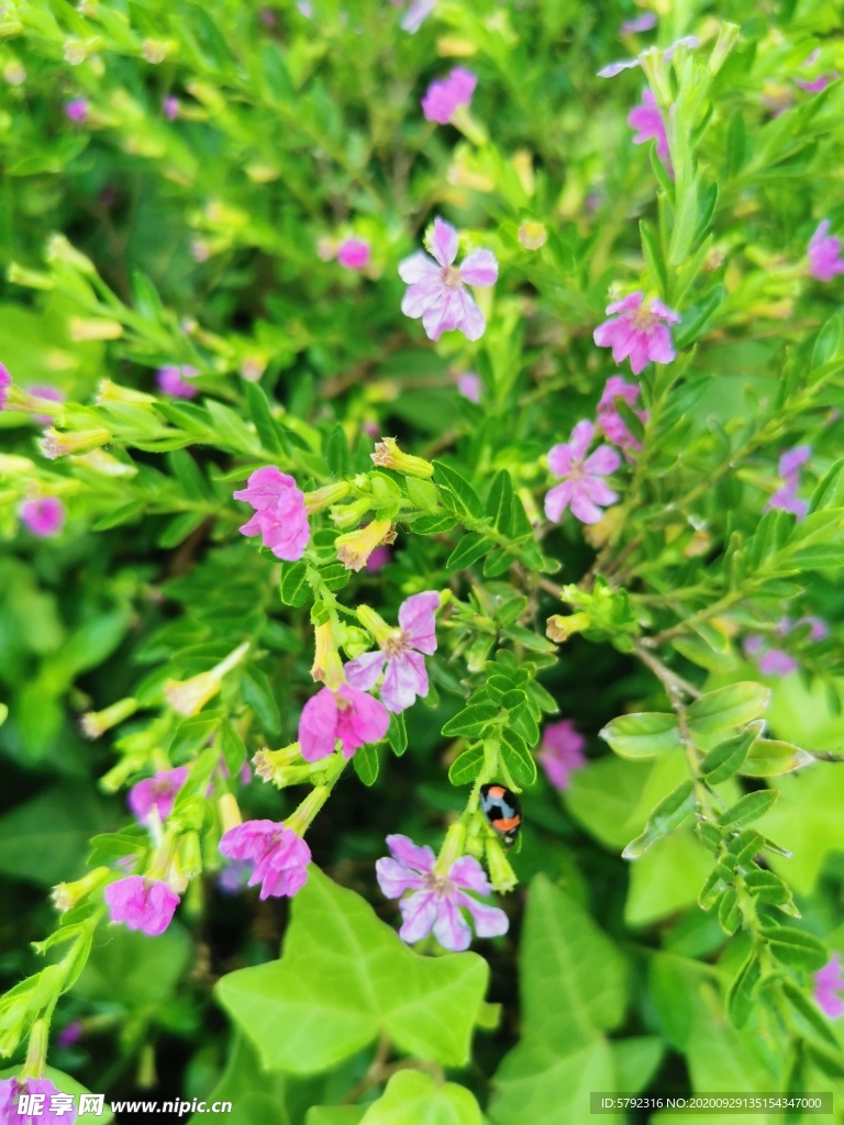 鲜花