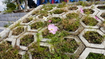 野花野草