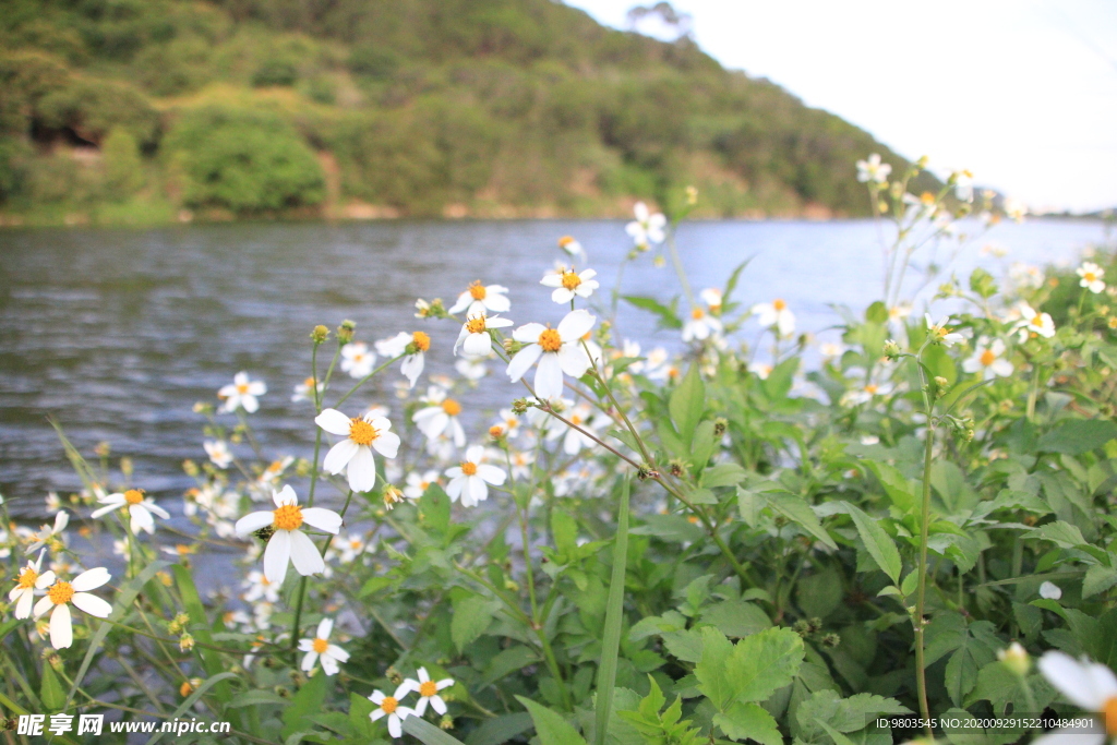 山谷野花