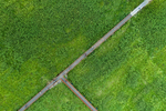 草地