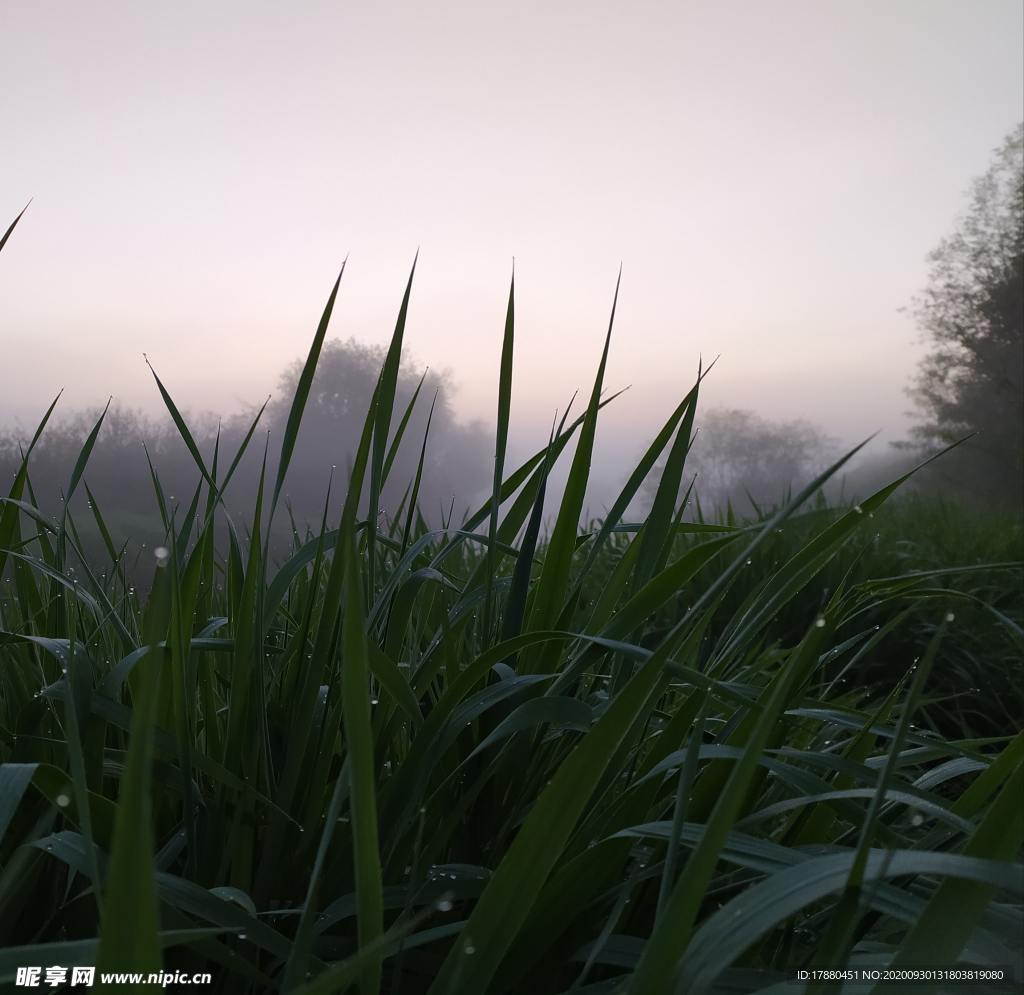 绿草