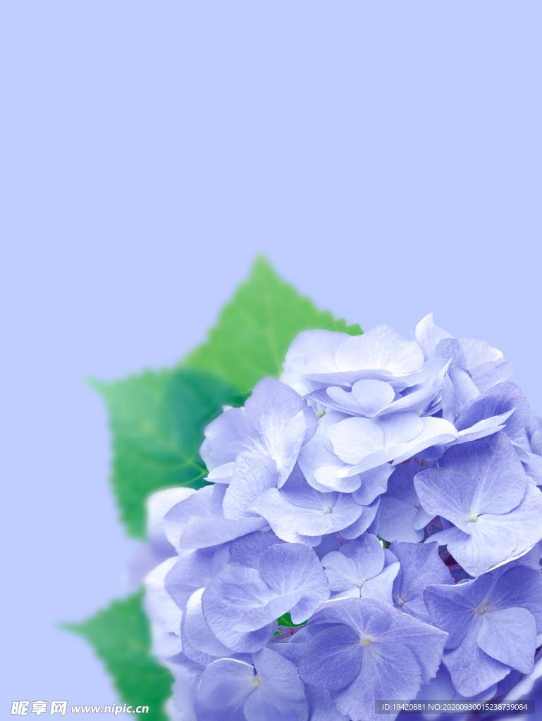 绣球花