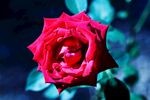 玫瑰花