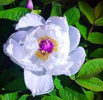 月季花