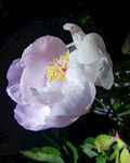 月季花