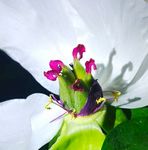 花蕊