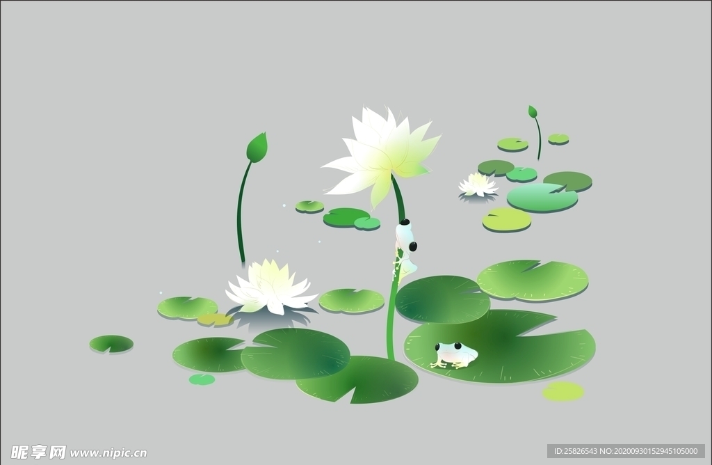荷花