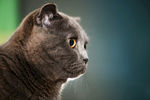 蓝猫可爱动物素材壁纸4k图片