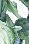 高清绿植绿叶装饰画