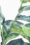 高清大叶绿植装饰画