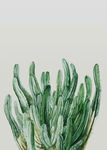高清多肉绿植装饰画