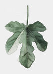 高清绿植无框画