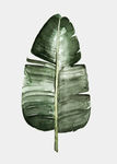 高清绿植绿叶无框画