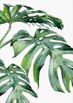 高清绿植绿叶无框画