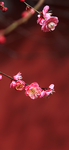 手机壁纸