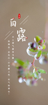 白露海报