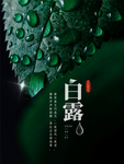 白露海报
