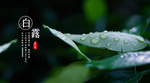 白露海报