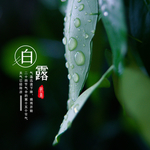 白露海报