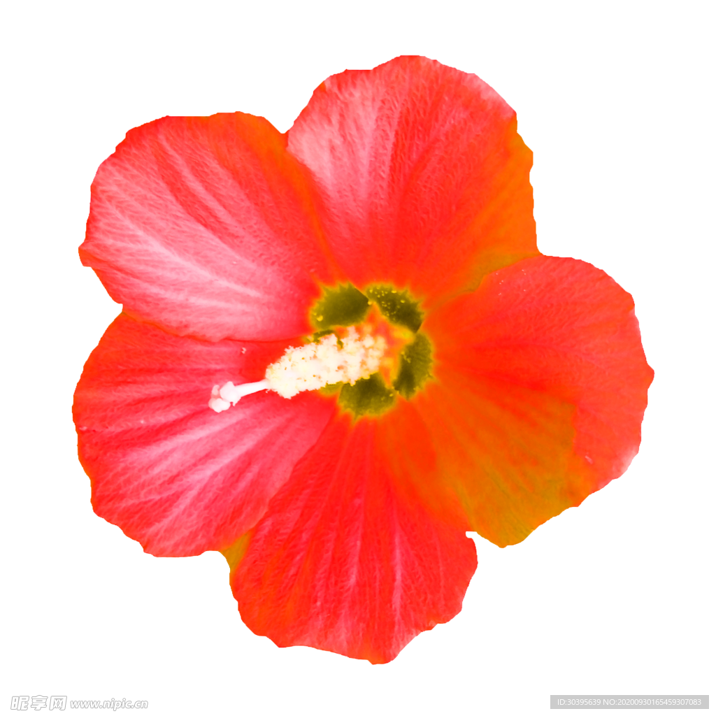 花素材