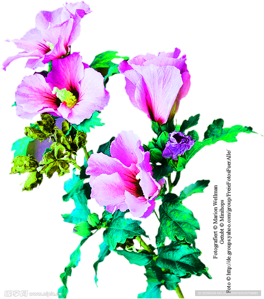 花素材