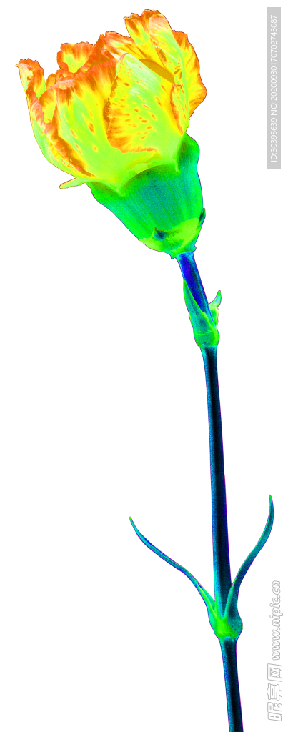 花素材