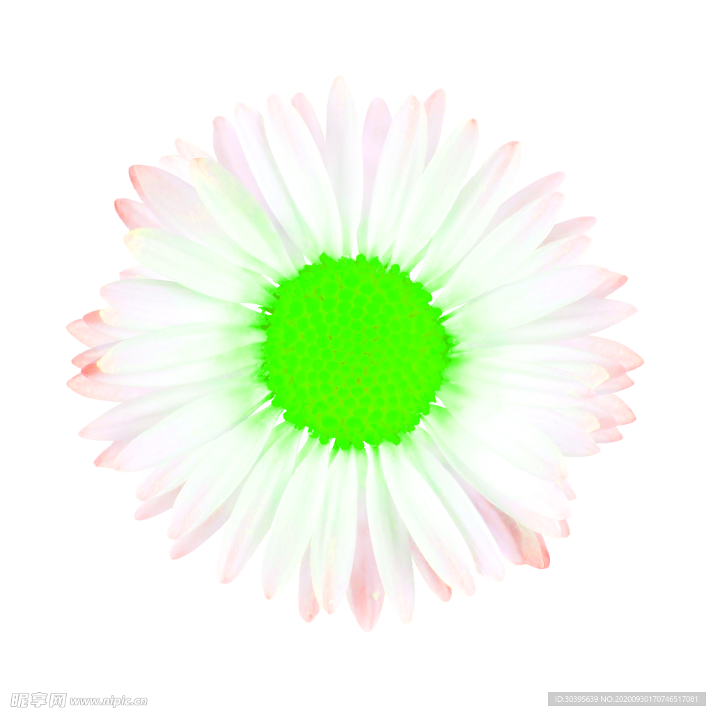 花素材