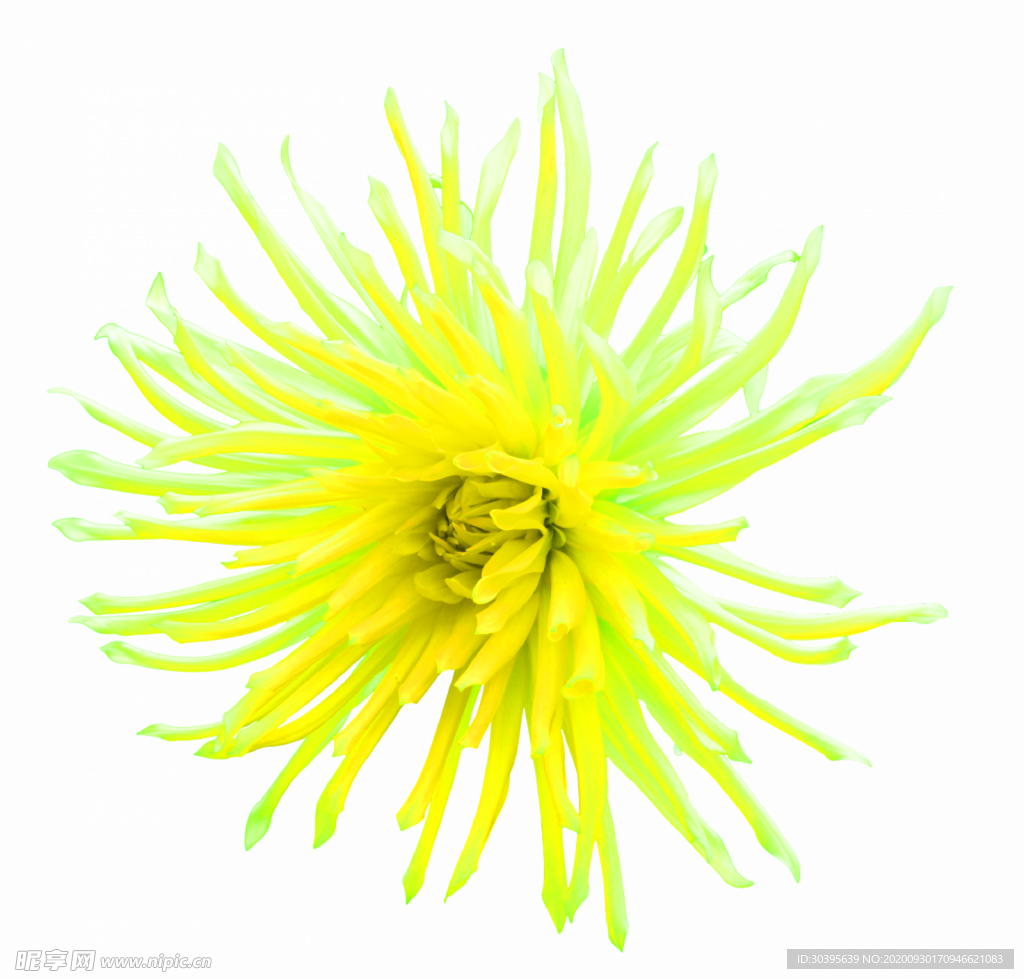 花素材