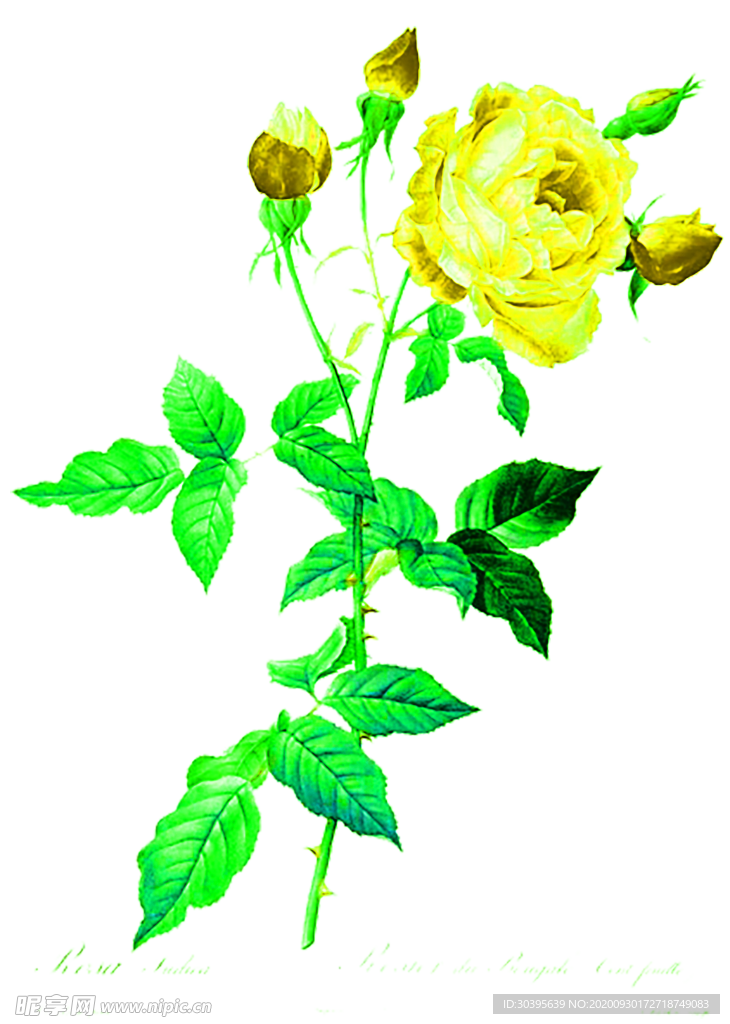 花素材