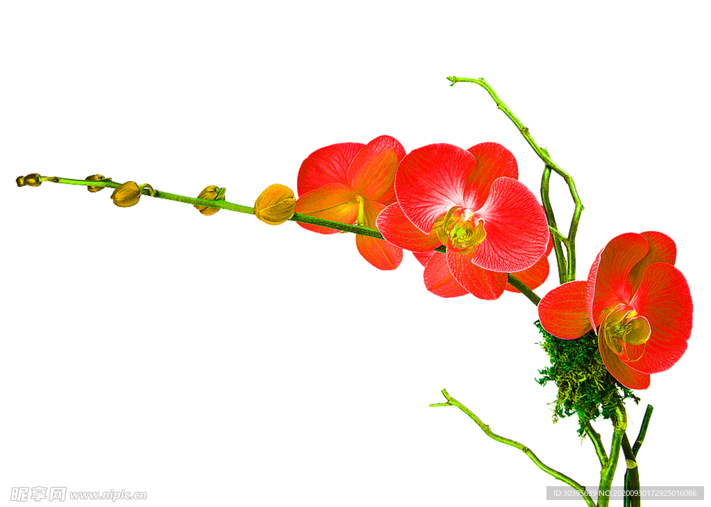 花素材