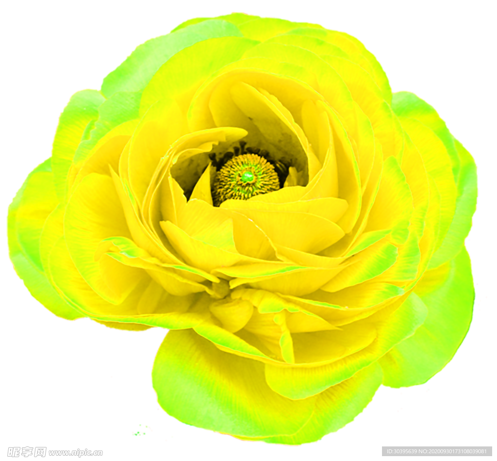 花素材