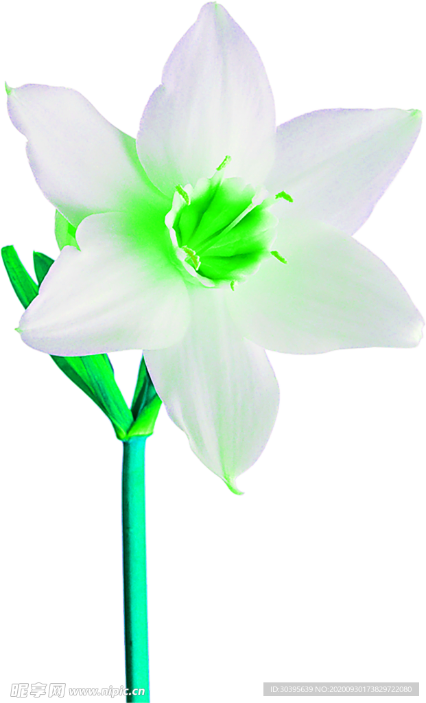 花素材