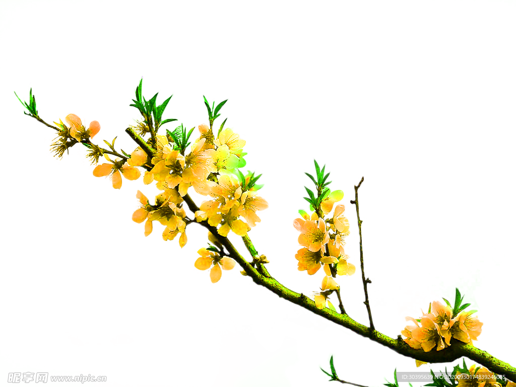 花素材